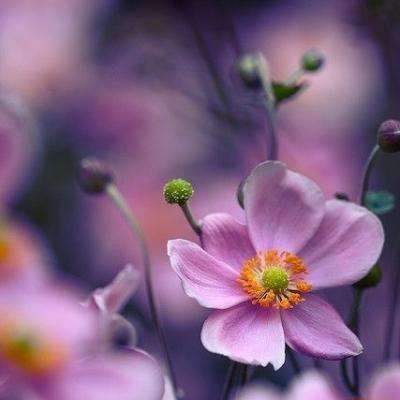 体育竞彩推荐平台app